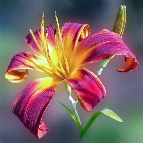 top flower android wallpaper full hd