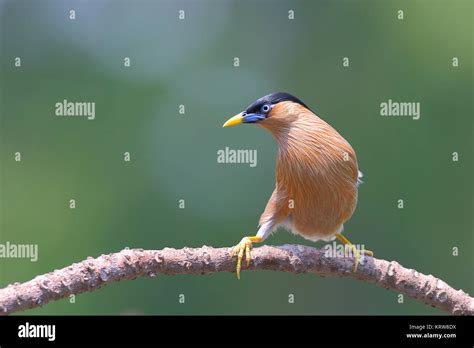 Brahminy Mynah Bird Hi Res Stock Photography And Images Alamy