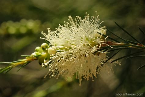 Melaleuca ericifolia | NB Plant Areas