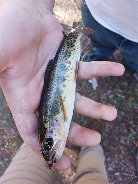 Pacific Salmons And Trouts From Grant County Us Or Us On October 07