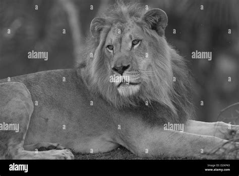 African Male Lion Stock Photo Alamy