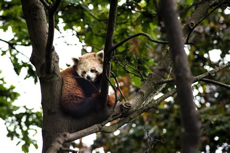 Brown and White Koala on a Tree · Free Stock Photo