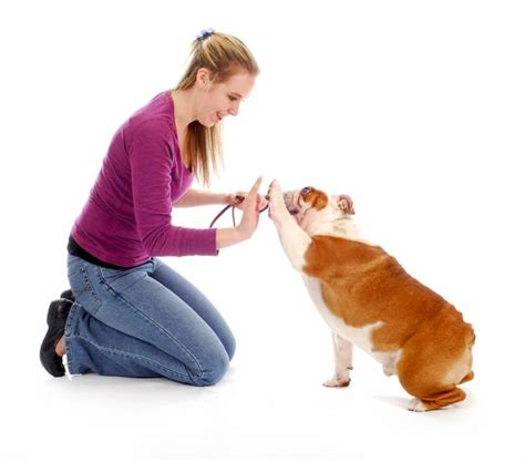 Hund Richtig Belohnen Guter Hund De