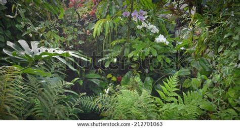 Tropical Jungle Forest Flowers Plants Stock Photo (Edit Now) 212701063