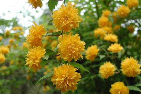 플가 죽단화 Kerria japonica Pleniflora