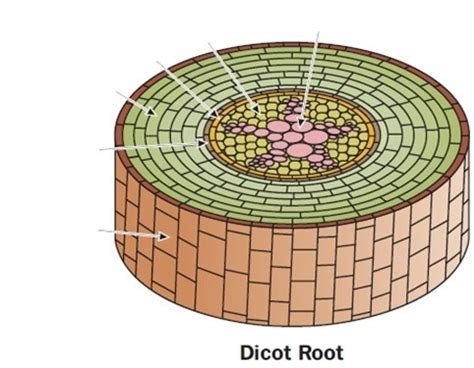 Dicot Root Structures Diagram | Quizlet