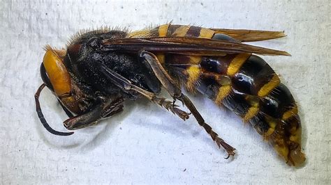 Washington State Traps First Invasive Asian Giant Hornet Fox 13