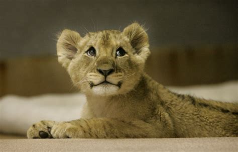 Funny wallpapers|HD wallpapers: lion cubs cute