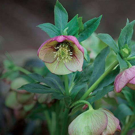 Helleborus - FineGardening