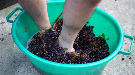 Grape Treading Or Grape Stomping In Traditional Winemaking Senior