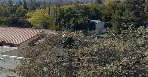 Commercial Tree Care for Redwood City School District in California’s ...