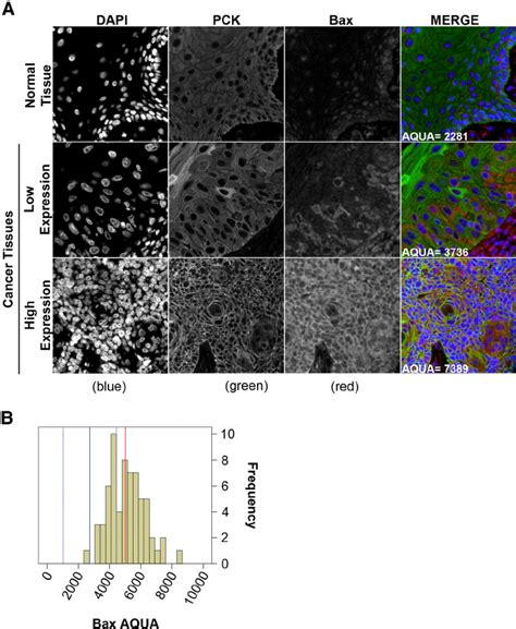 Fluorescent Immuno Histochemical Staining Of Bax Using The Historx Tm