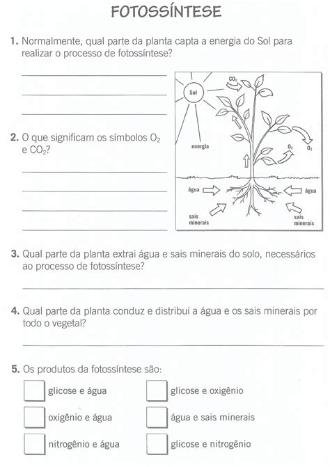 Atividade Sobre Fotossíntese 2 Ano - Atividade Sobre Fotossíntese 2 Ano - RETOEDU