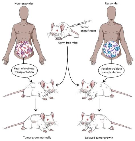 Microbiota And Extracellular Vesicles In Anti Pd 1 Pd L1 Therapy