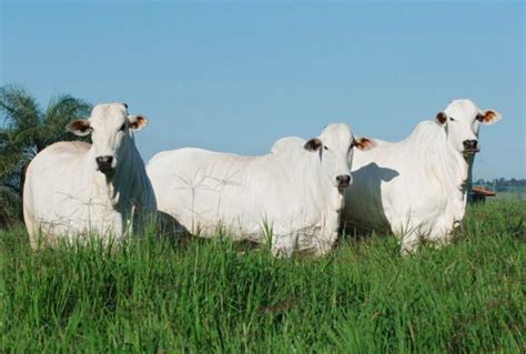 A Import Ncia Do Gado Nelore No Desenvolvimento Da Pecu Ria Do Brasil