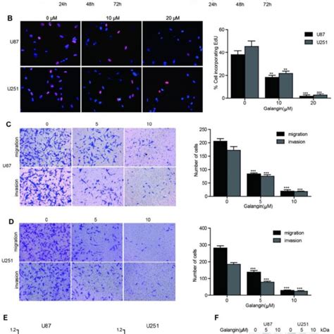 Galangin inhibited cell proliferation, migration, invasion and ... 