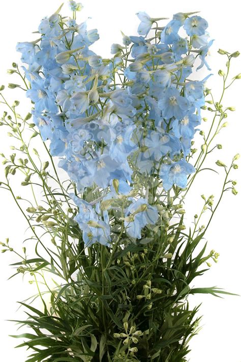 Delphinium Pale Blue - Flowers Flowers