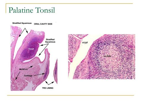 Ppt Lymphatic System Powerpoint Presentation Free Download Id 5166238