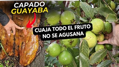 Capa el árbol de Guayaba para que cuaje todo el fruto y no se agusane