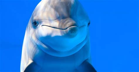 NASA Prepped For Alien Communication With LSD Dolphin Sex Experiment Daily Star