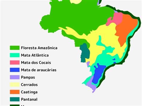 Vegetação Do Brasil Tipos E Características Toda Matéria