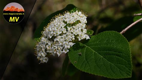 Colli Euganei Arqu Petrarca Fioriture Di Primavera Al Monte