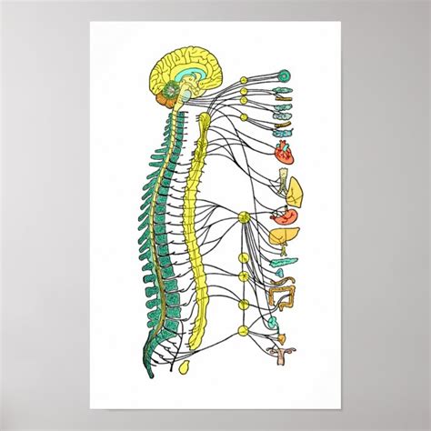 Autonomic Nervous System Poster