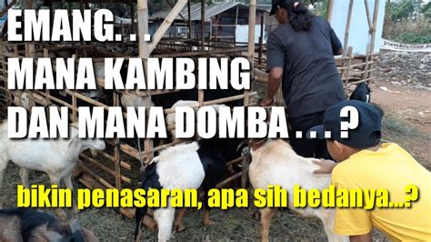 Selama Ini Baru Faham Ternyata Ini Perbedaan Kambing Dan Domba Youtube