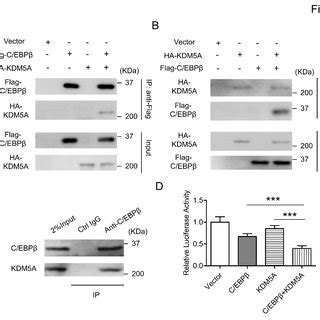 KDM5A interacts with C EBPβ to cooperatively inhibit Wnt6 Download