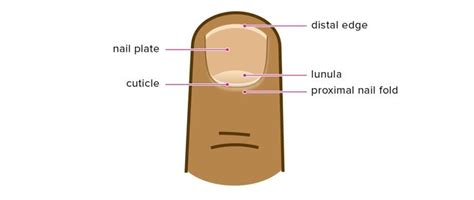 Cuticle: What Is It, Care, Removal, Signs of Infection, and More ...