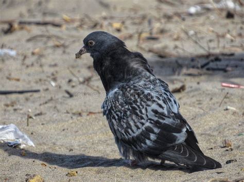 Pombo Na Praia Na Areia Foto De Stock Imagem De Doce