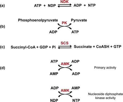 Reactions catalysed by a nucleoside diphosphate kinase (NDK), b ...