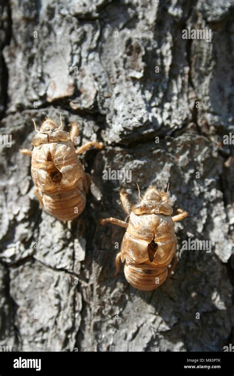 Two Cicada Shells on a tree Stock Photo - Alamy