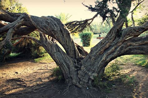 Banco De Imagens árvore Natureza Floresta Ramo Plantar Madeira