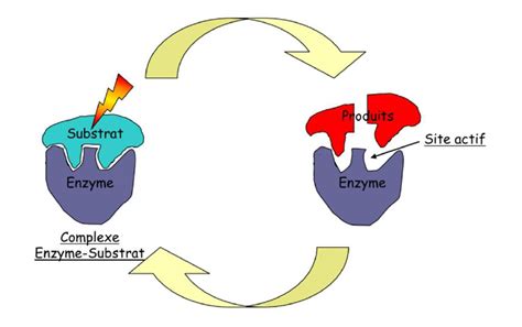 Un Mot Sur Les Enzymes Openlab Université De Strasbourg