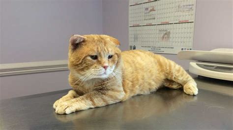 Cat To Have Leg Amputated After Being Shot