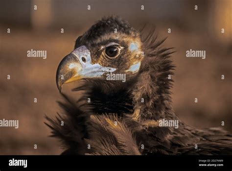 cinereous vulture aegypius monachus black vulture monk vulture