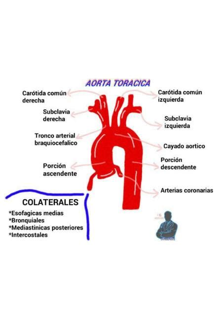 Aorta Torácica Fernando Eslaquit uDocz