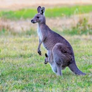 Eastern Grey Kangaroo - Facts, Diet, Habitat & Pictures on Animalia.bio