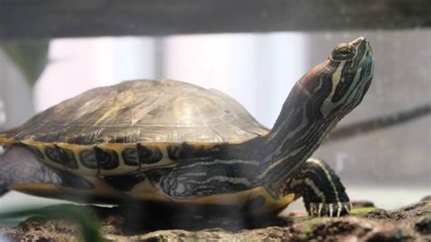 Red-Eared Slider Turtle: Pictures, Facts, Diet & Care Guide | Hepper