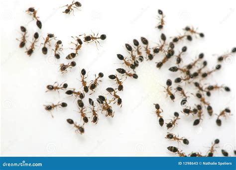 Ants On Sugar Stock Photos - Image: 1298643