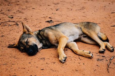 Perro Durmiendo En La Arena Foto Premium