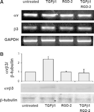 Effect Of Rgd On V Expression In Ecpcs Integrin V Expression