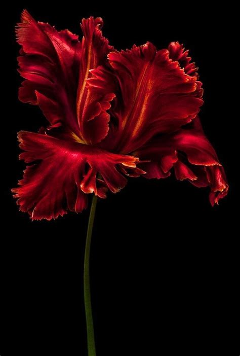 Pin By Ana Roca Nroll On Flor Iris Floral Photography Flowers