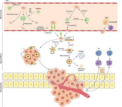 Frontiers Emerging Mechanisms Progress Of Colorectal Cancer Liver