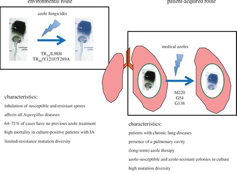 Figure 1 From Clinical Implications Of Globally Emerging Azole