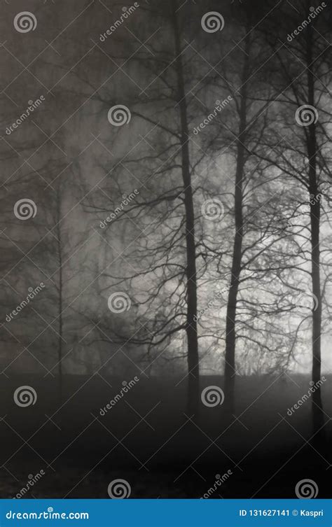 Illuminated Naked Leafless Branches Backlit Misty Trees Silhouettes Black Stone Wall Vertical