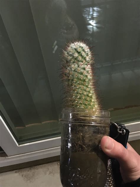 Anything Is A Dildo If Youre Brave Enough R Mildlypenis