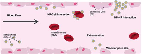 Considerations When Modelling Nanoparticle Np Transport Through The