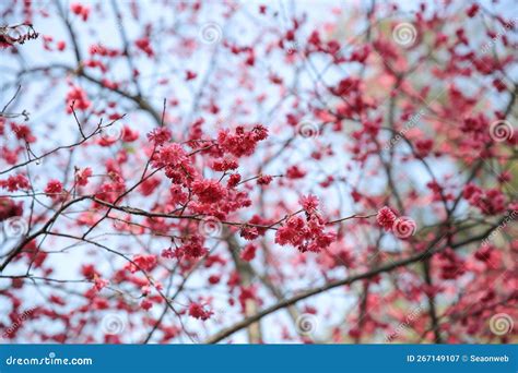 A Cherry Blossoms In Full Bloom At Cheung Chau Stock Image Image Of